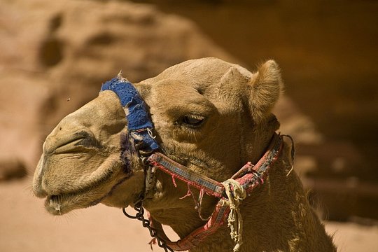 صورة الجولة 11